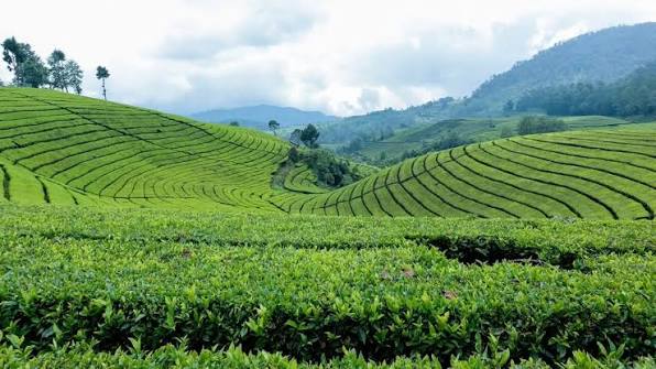 Kenya tea garden — origin of Kenya Chai patti